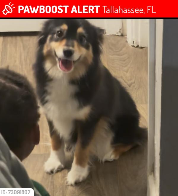 Lost Female Dog last seen Tallahassee senior center, Tallahassee, FL 32303