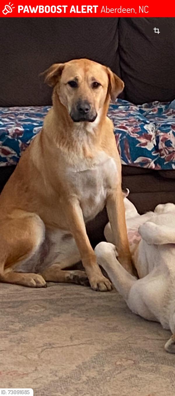 Lost Female Dog last seen Near Sand Pit rd intersection with HWY 5, Aberdeen, NC 28315