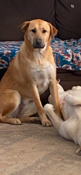 Lost Female Dog last seen Near Sand Pit rd intersection with HWY 5, Aberdeen, NC 28315