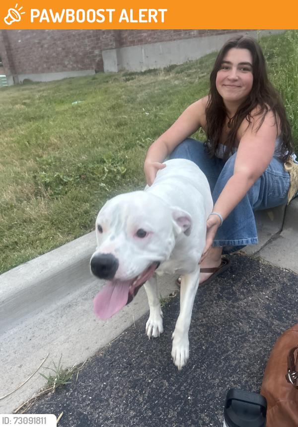 Found/Stray Unknown Dog last seen N carefree circle, Colorado Springs, CO 80922