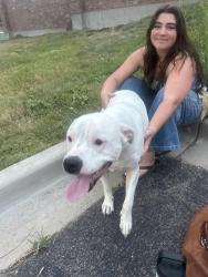 Found/Stray Unknown Dog last seen N carefree circle, Colorado Springs, CO 80922