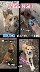 Reunited Unknown Dog last seen South Houston, South Houston, TX 77587