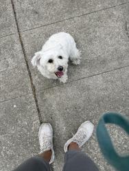 Found/Stray Unknown Dog last seen Cerrito Ave & 35th street , Richmond, CA 94805