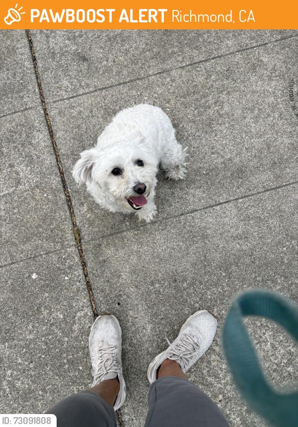 Found/Stray Unknown Dog last seen Cerrito Ave & 35th street , Richmond, CA 94805