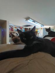 Lost Female Cat last seen Ne 148th and 8th ave ne shoreline, Shoreline, WA 98155