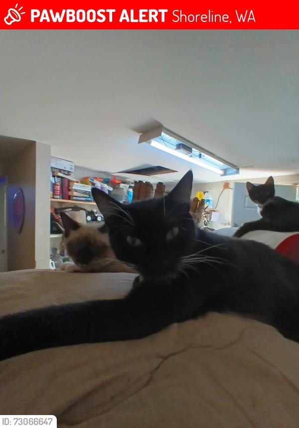 Lost Female Cat last seen Ne 148th and 8th ave ne shoreline, Shoreline, WA 98155