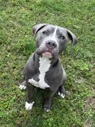 Lost Male Dog last seen Sport complex, Liberty City, TX 75662