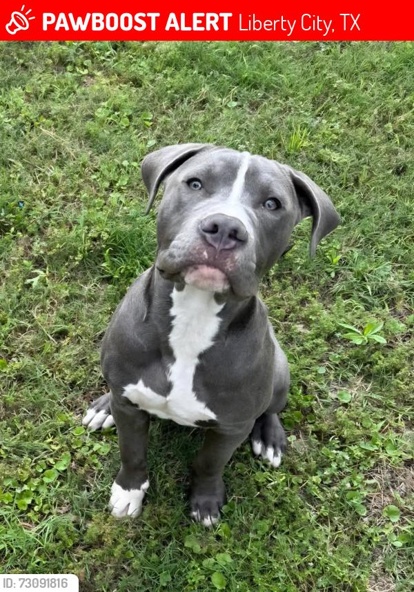 Lost Male Dog last seen Sport complex, Liberty City, TX 75662
