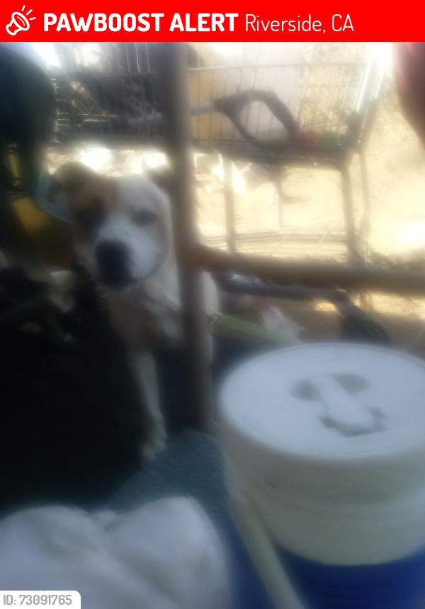 Lost Male Dog last seen Columbia and 1400 research Park Dr, Riverside, CA 92507