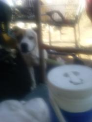Lost Male Dog last seen Columbia and 1400 research Park Dr, Riverside, CA 92507
