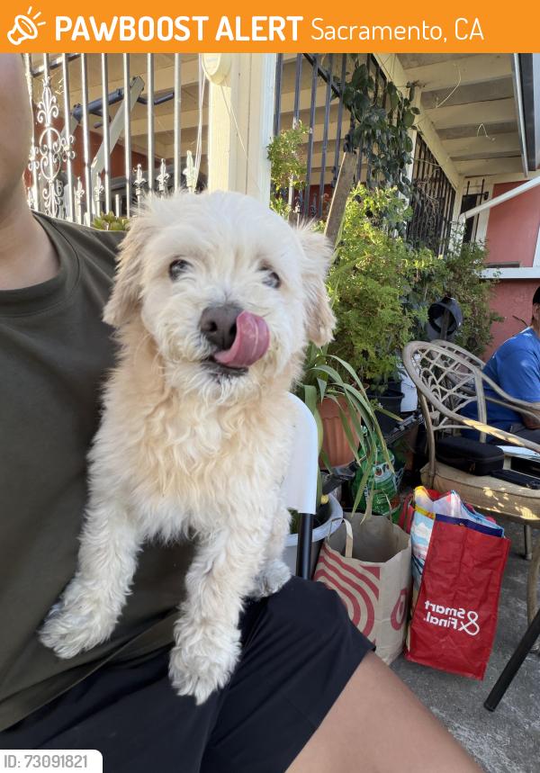 Lost Male Dog last seen Oneil way, Sacramento, CA 95822