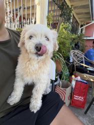 Lost Male Dog last seen Oneil way, Sacramento, CA 95822