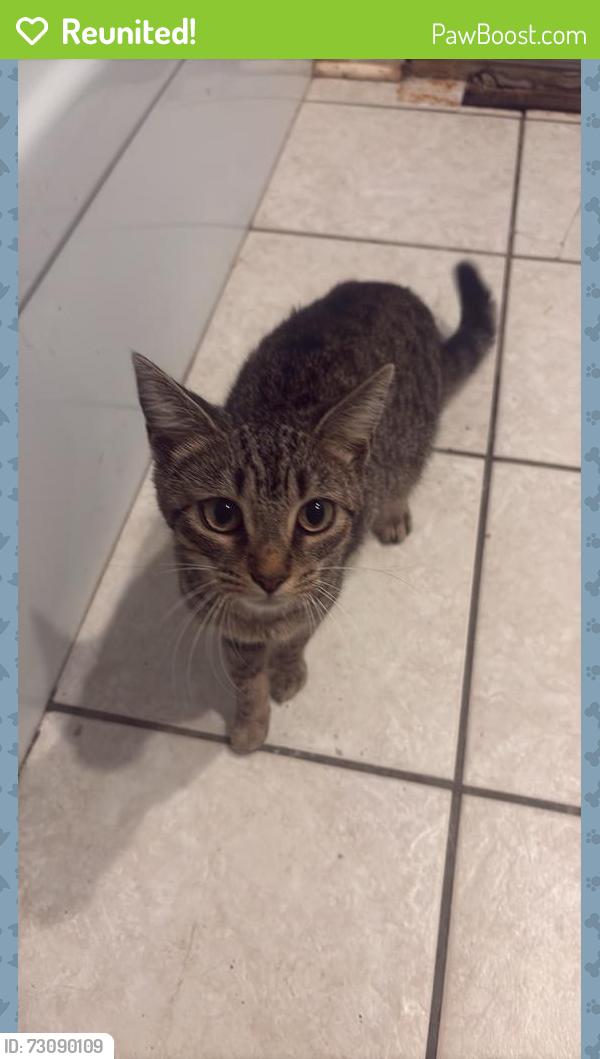 Reunited Female Cat last seen Northtowne and Trent, Columbus, OH 43229