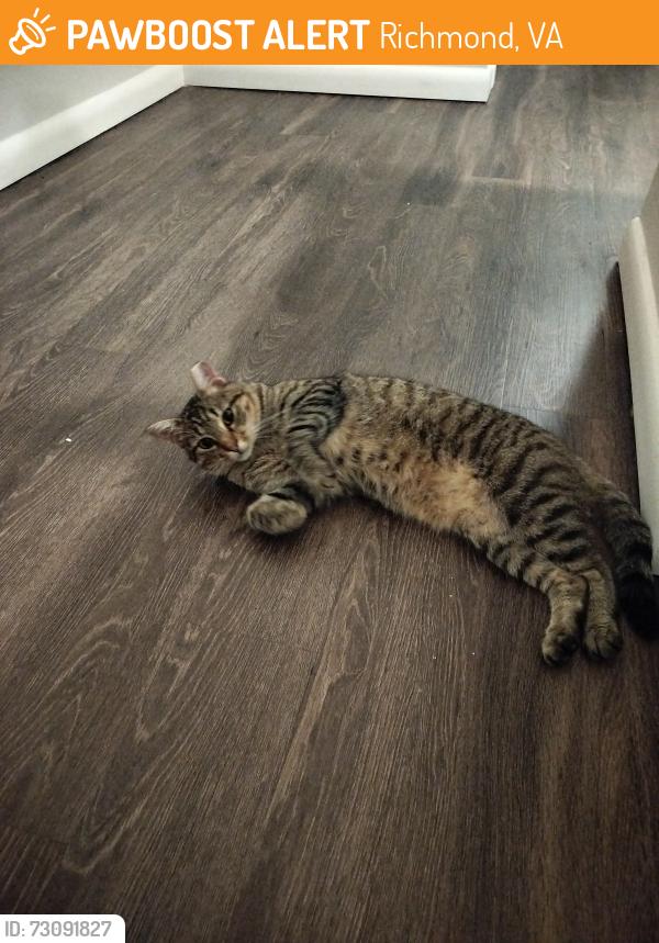 Found/Stray Female Cat last seen Boulder Parkway and Boulder Lake Terrace, Richmond, VA 23225