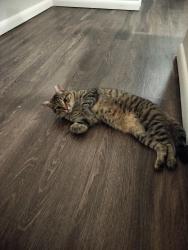 Found/Stray Female Cat last seen Boulder Parkway and Boulder Lake Terrace, Richmond, VA 23225