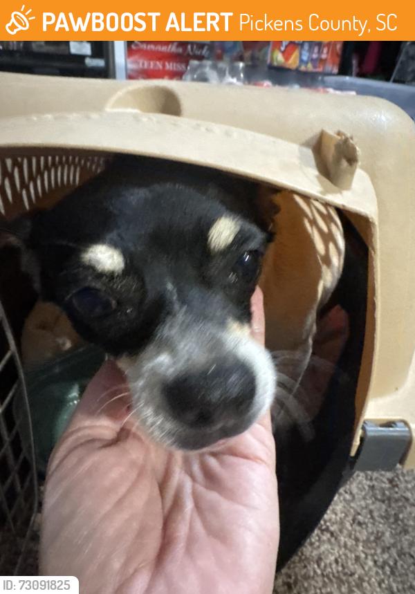 Found/Stray Unknown Dog last seen Dorr Circle, Pickens County, SC 29640