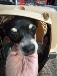 Found/Stray Unknown Dog last seen Dorr Circle, Pickens County, SC 29640