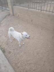 Found/Stray Male Dog last seen Pascua Yaqui Reservation, Tucson, AZ 85757