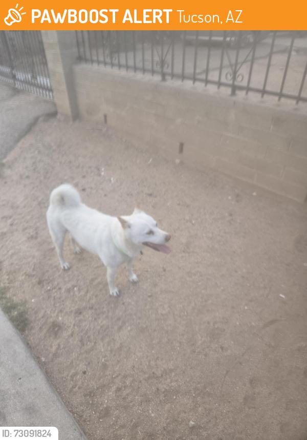 Found/Stray Male Dog last seen Pascua Yaqui Reservation, Tucson, AZ 85757