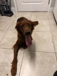 Reunited Male Dog last seen Lake Butler, FL, Union County, FL 32054