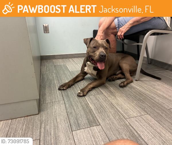 Found/Stray Male Dog last seen Beach Blvd across from Jacksonville Humane Society, Jacksonville, FL 32216
