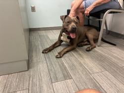 Found/Stray Male Dog last seen Beach Blvd across from Jacksonville Humane Society, Jacksonville, FL 32216