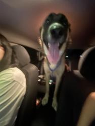Found/Stray Female Dog last seen near culebra, San Antonio, TX 78250
