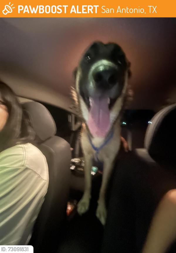 Found/Stray Female Dog last seen near culebra, San Antonio, TX 78250