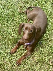 Lost Female Dog last seen In Landa park at fireworks show, jumped out of our arms. Has o pink vest and leash one. 5 months old, New Braunfels, TX 78130