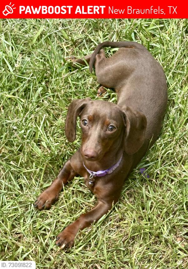 Lost Female Dog last seen In Landa park at fireworks show, jumped out of our arms. Has o pink vest and leash one. 5 months old, New Braunfels, TX 78130