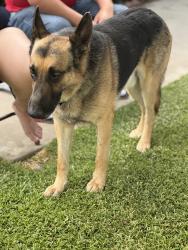 Found/Stray Male Dog last seen Clinton/Brawley, Fresno, CA 93722