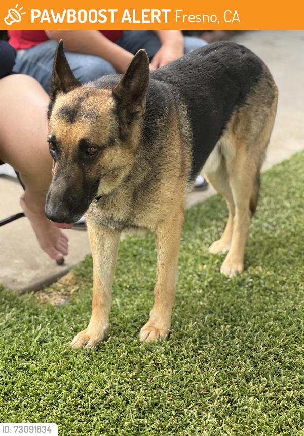 Found/Stray Male Dog last seen Clinton/Brawley, Fresno, CA 93722