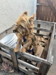 Found/Stray Unknown Dog last seen Reo Dr, San Diego, CA 92139