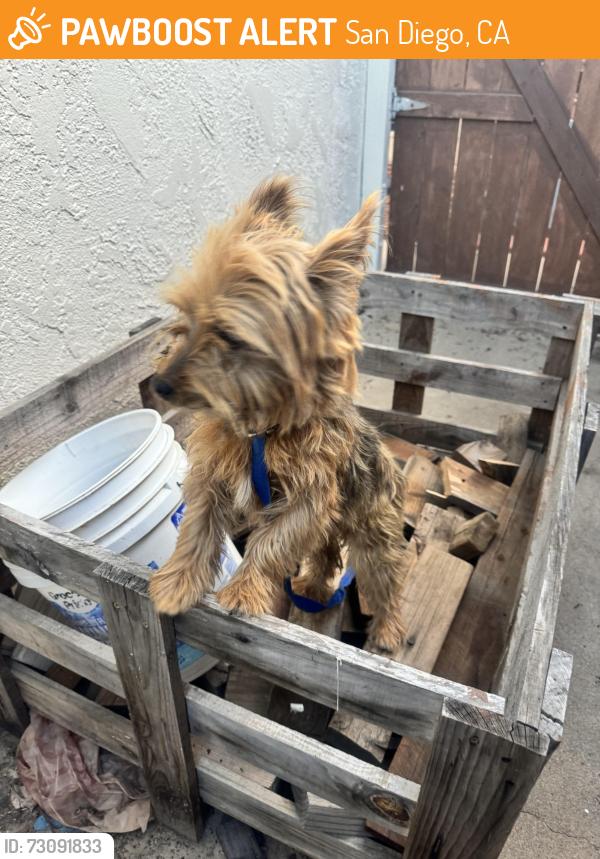 Found/Stray Unknown Dog last seen Reo Dr, San Diego, CA 92139