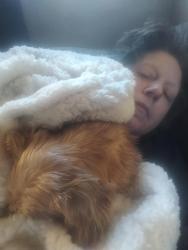 Lost Female Dog last seen Hillyard, Spokane, WA 99217