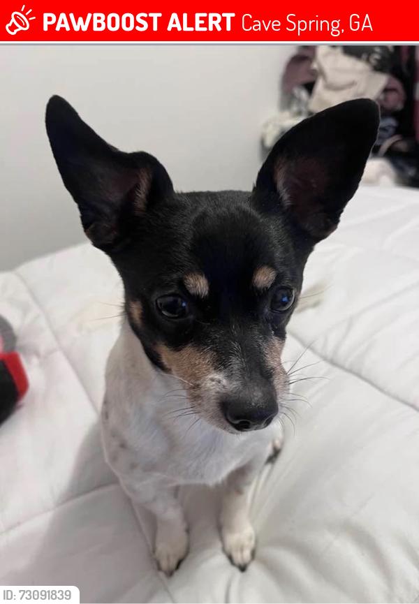 Lost Male Dog last seen Bridge At Little Cedar Creek, Cave Spring, GA 30124