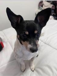 Lost Male Dog last seen Bridge At Little Cedar Creek, Cave Spring, GA 30124