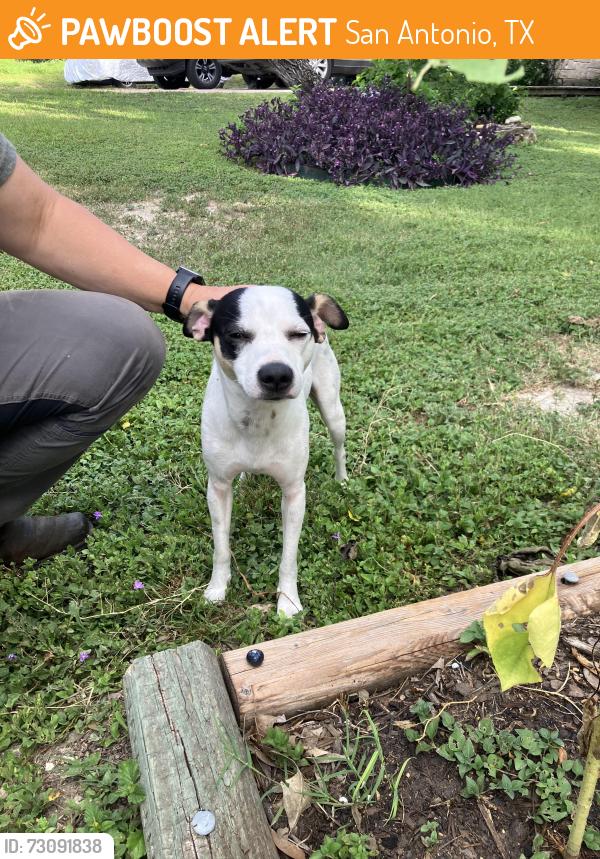 Found/Stray Male Dog last seen Sunshine Drive / Hillcrest, San Antonio, TX 78228