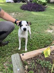 Found/Stray Male Dog last seen Sunshine Drive / Hillcrest, San Antonio, TX 78228
