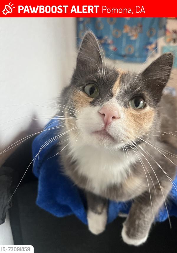 Lost Female Cat last seen Near wright street, Pomona, CA 91799