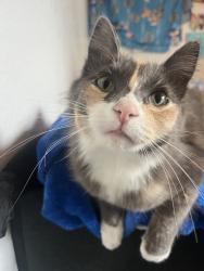 Lost Female Cat last seen Near wright street, Pomona, CA 91799