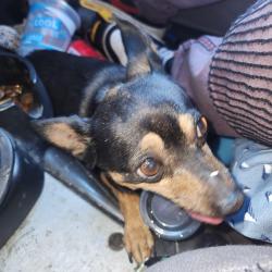 Reunited Male Dog last seen Highlands high school, North Highlands, CA 95660