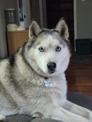 Lost Female Dog last seen Clay st, Leo-Cedarville, IN 46765
