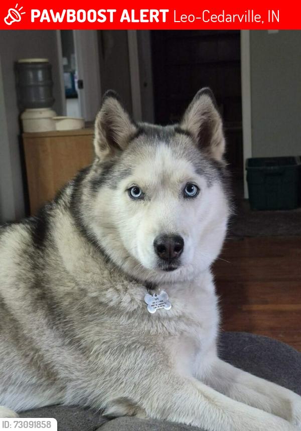 Lost Female Dog last seen Clay st, Leo-Cedarville, IN 46765