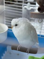Found/Stray Unknown Bird last seen Woodwards and No. 2 Road, Richmond, BC 
