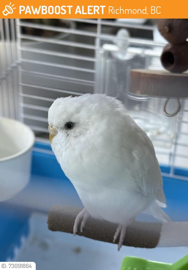 Found/Stray Unknown Bird last seen Woodwards and No. 2 Road, Richmond, BC 