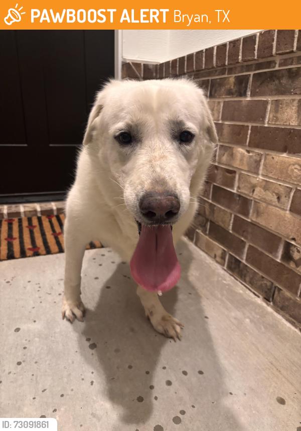 Found/Stray Unknown Dog last seen Pinemontview dr & autumn lake, Bryan, TX 77807