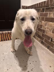 Found/Stray Unknown Dog last seen Pinemontview dr & autumn lake, Bryan, TX 77807