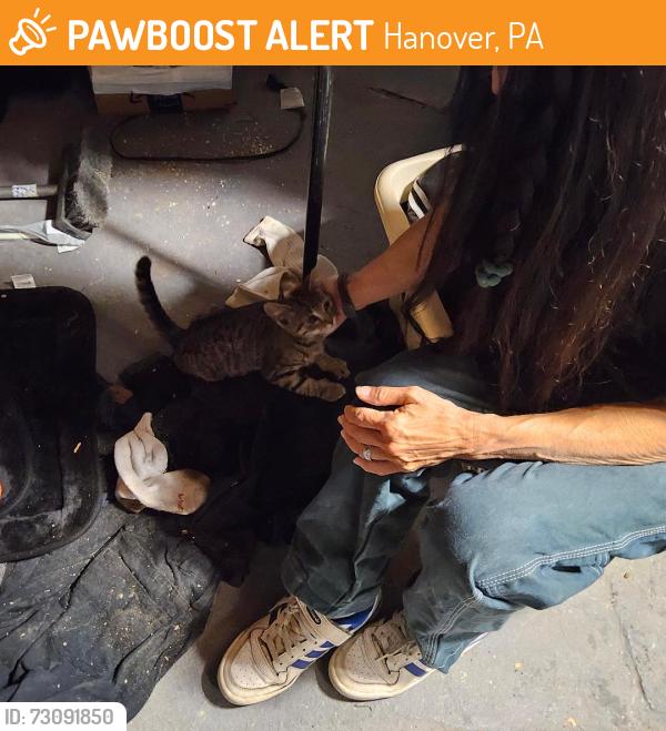 Found/Stray Male Cat last seen VCA animal hosp on Hanover Pike, Hanover PA, Hanover, PA 17331