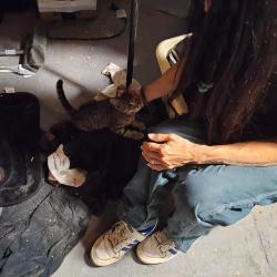 Found/Stray Male Cat last seen VCA animal hosp on Hanover Pike, Hanover PA, Hanover, PA 17331
